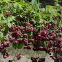 Akebia quinata